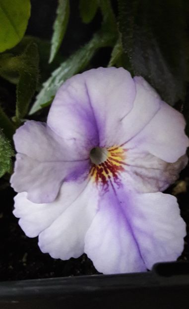 Champ de lavende - 09 Achimenes 2018