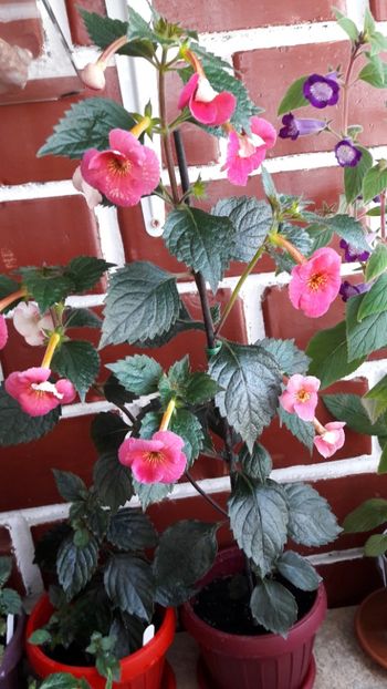 Dale Martens imp. - 09 Achimenes 2018