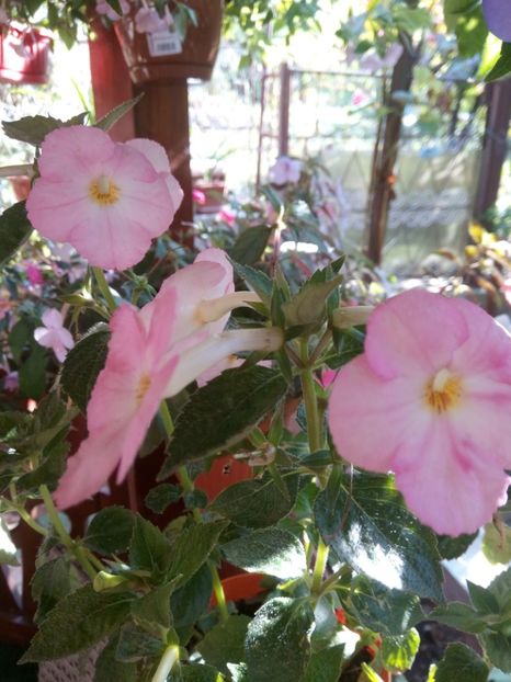  - Vie en Rose