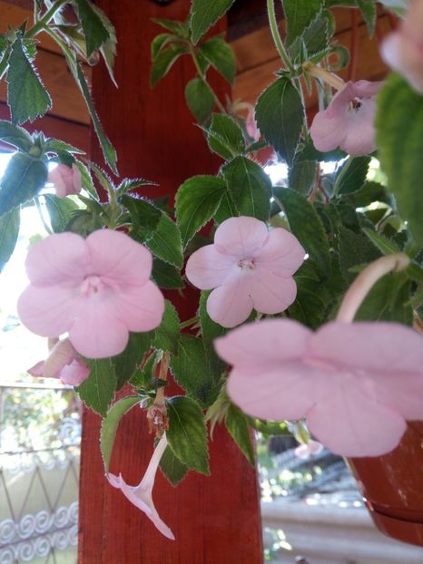  - Double Pink Rose