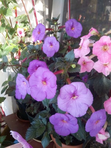  - 2016 achimenes