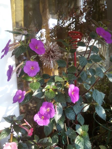  - 2016 achimenes