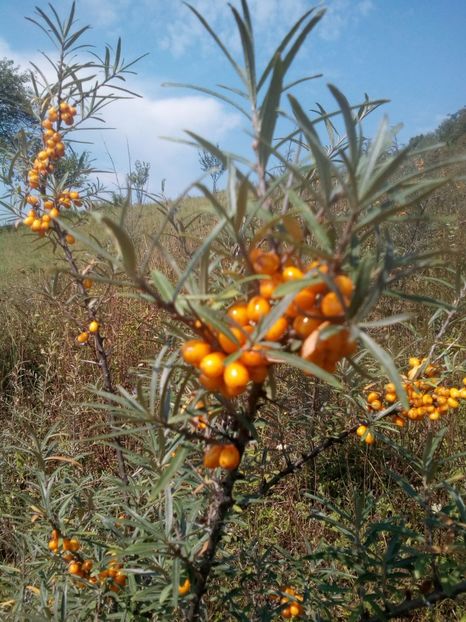  - CATINA SALBATICA PLANTATIE