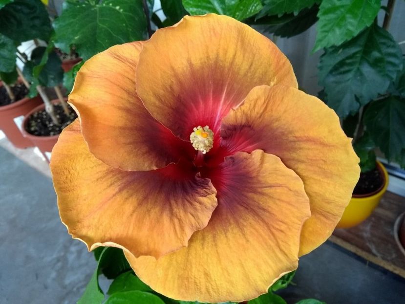  - Tahitian Dark Congo