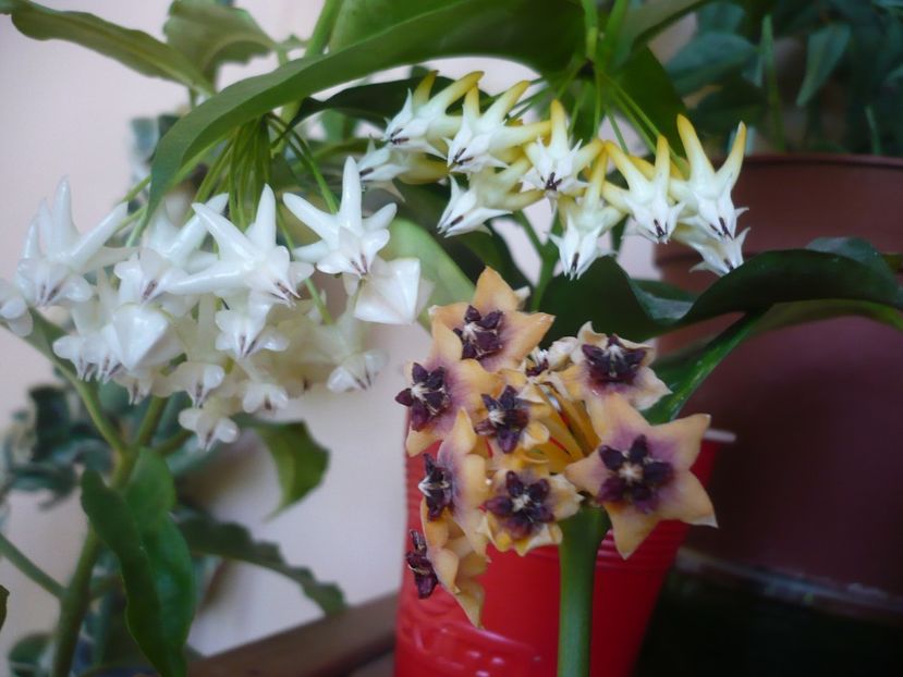 P1390804 - HOYA 2018-2