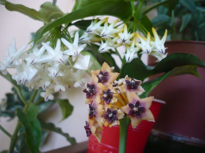 P1390806 - HOYA 2018-2