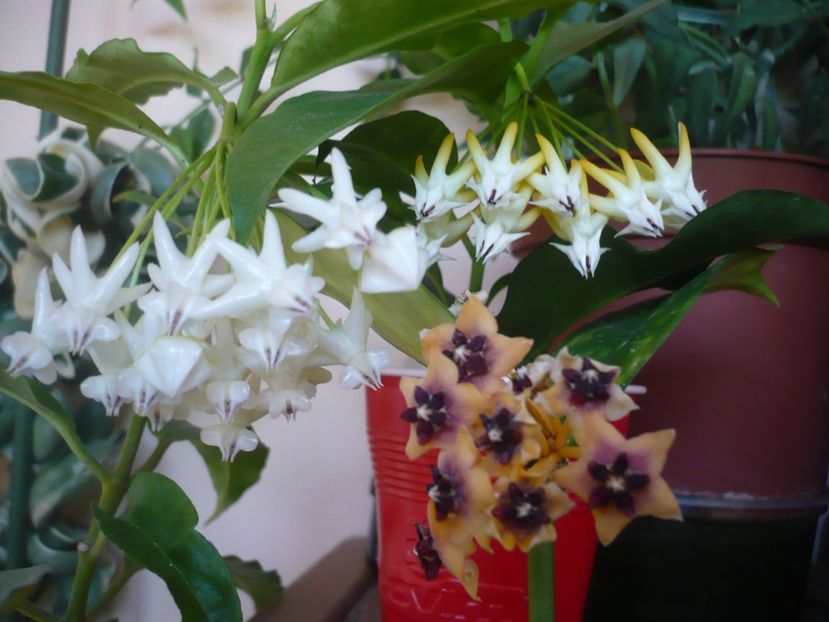 P1390807 - HOYA 2018-2