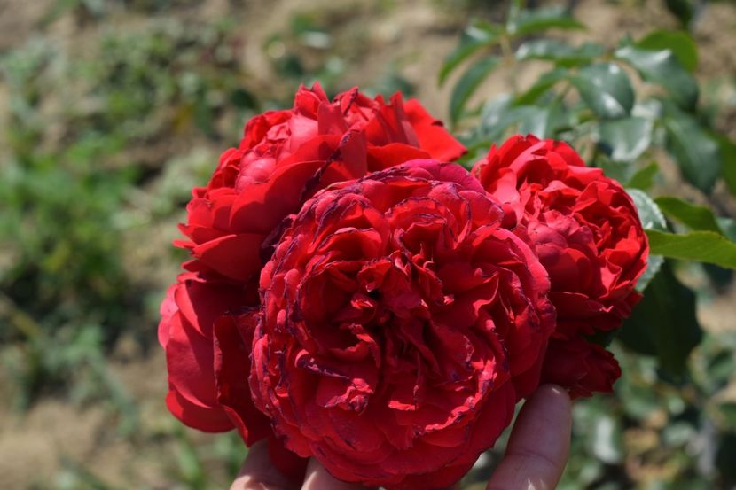  - TRANDAFIRI VARA 2018 VI