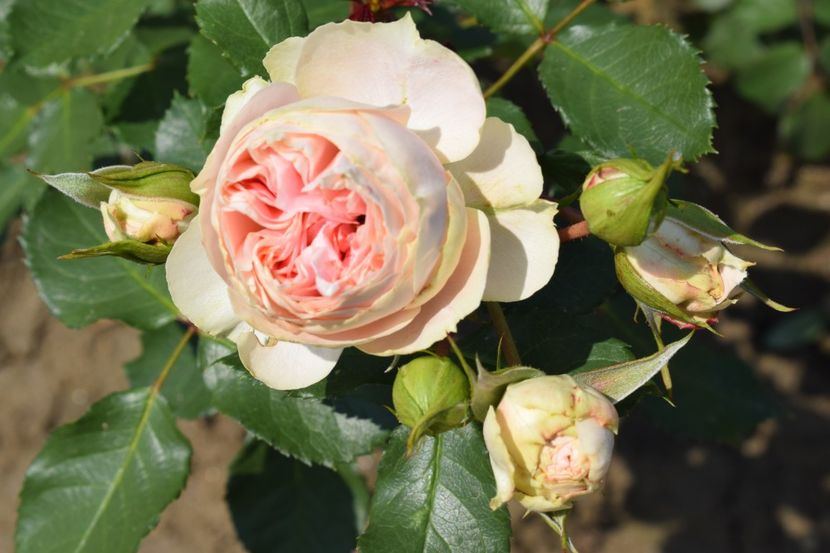  - TRANDAFIRI VARA 2018 VI