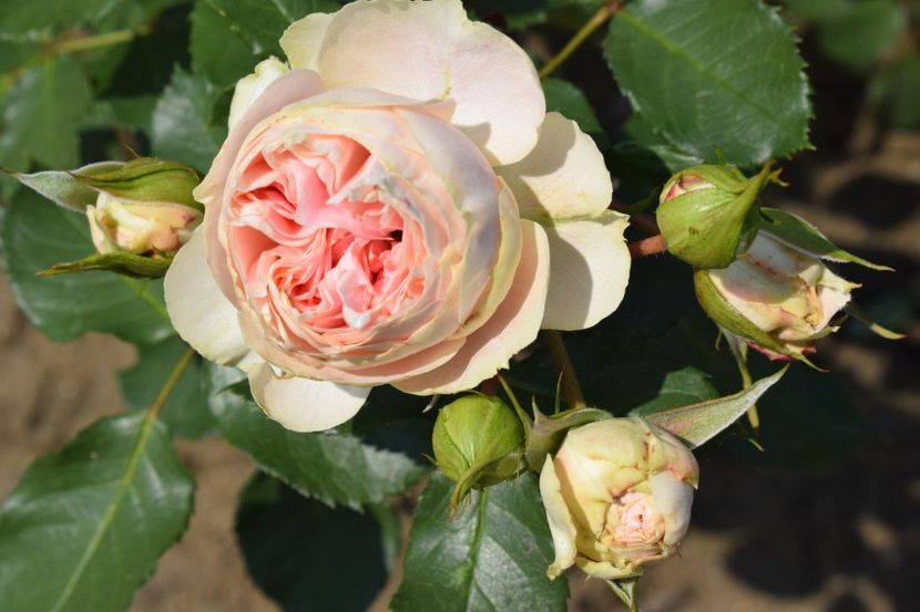  - TRANDAFIRI VARA 2018 VI