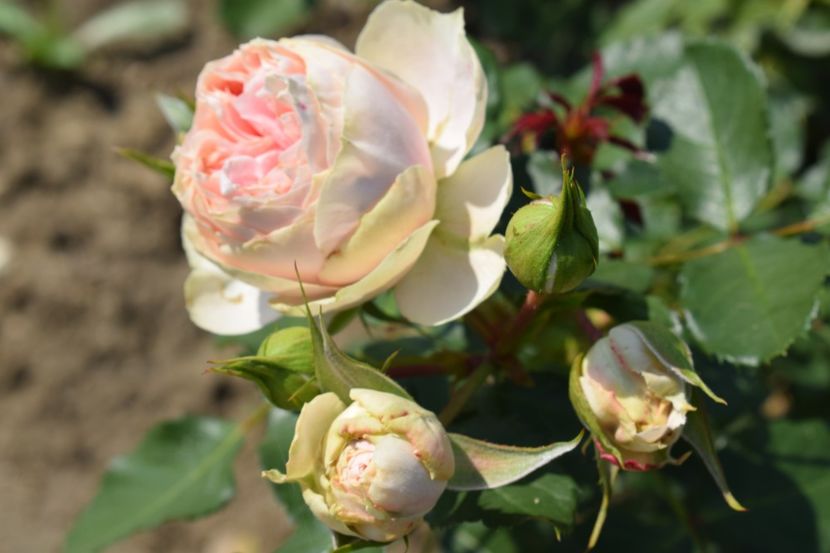  - TRANDAFIRI VARA 2018 VI