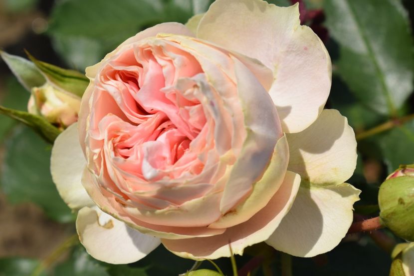  - TRANDAFIRI VARA 2018 VI