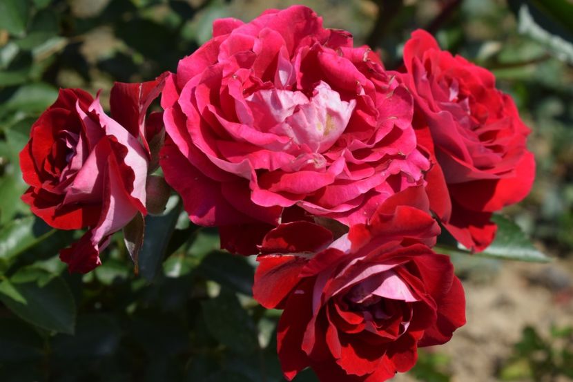  - TRANDAFIRI VARA 2018 VI