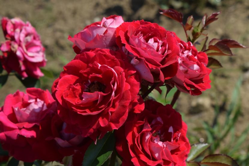  - TRANDAFIRI VARA 2018 VI