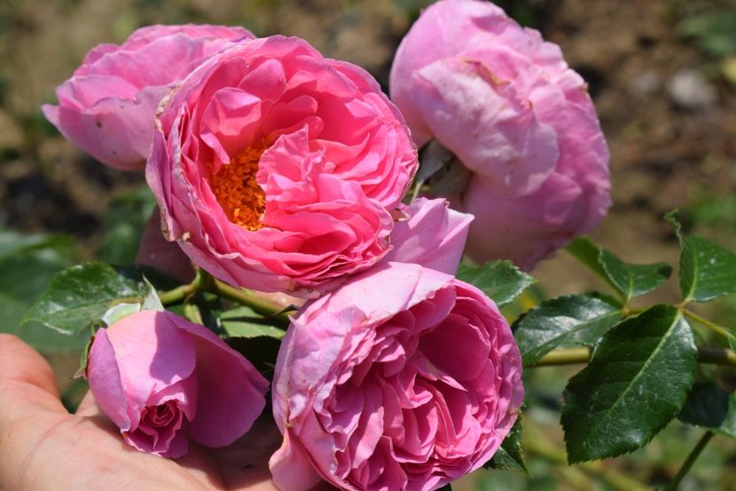  - TRANDAFIRI VARA 2018 VI