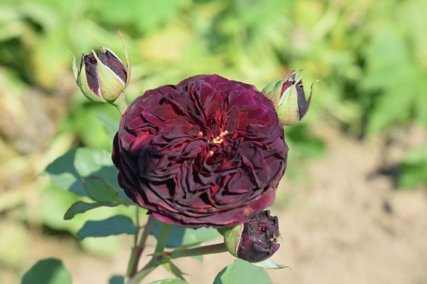  - TRANDAFIRI VARA 2018 VI