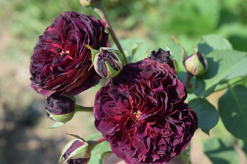  - TRANDAFIRI VARA 2018 VI