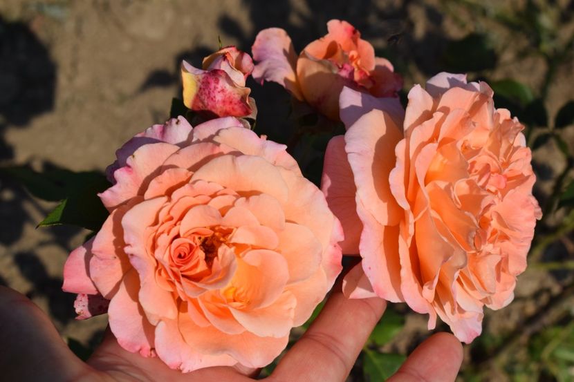  - TRANDAFIRI VARA 2018 VI