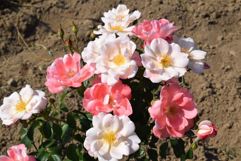  - TRANDAFIRI VARA 2018 VI