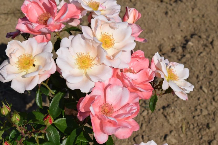  - TRANDAFIRI VARA 2018 VI