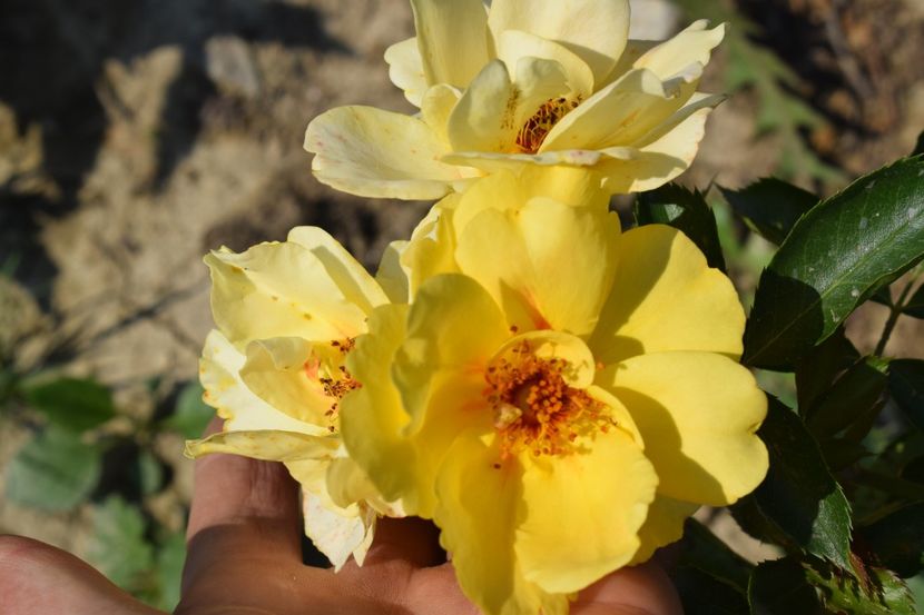  - TRANDAFIRI VARA 2018 VI