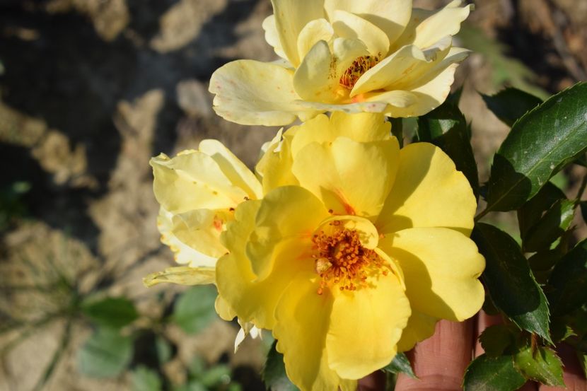  - TRANDAFIRI VARA 2018 VI