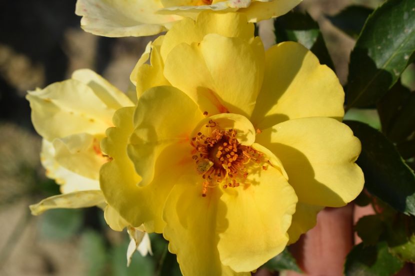  - TRANDAFIRI VARA 2018 VI