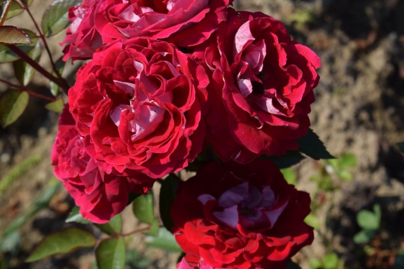  - TRANDAFIRI VARA 2018 VI