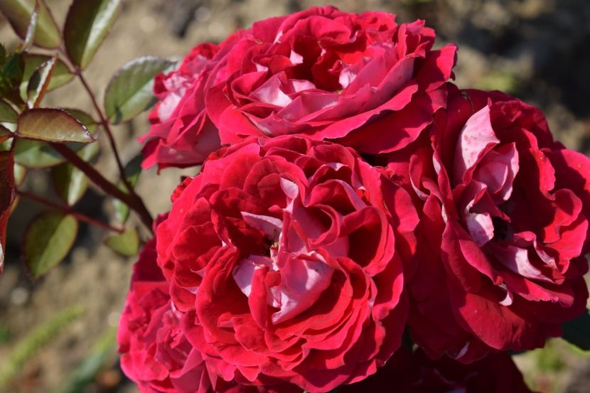  - TRANDAFIRI VARA 2018 VI