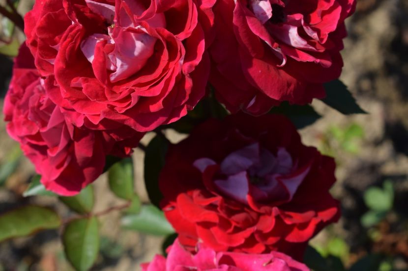  - TRANDAFIRI VARA 2018 VI