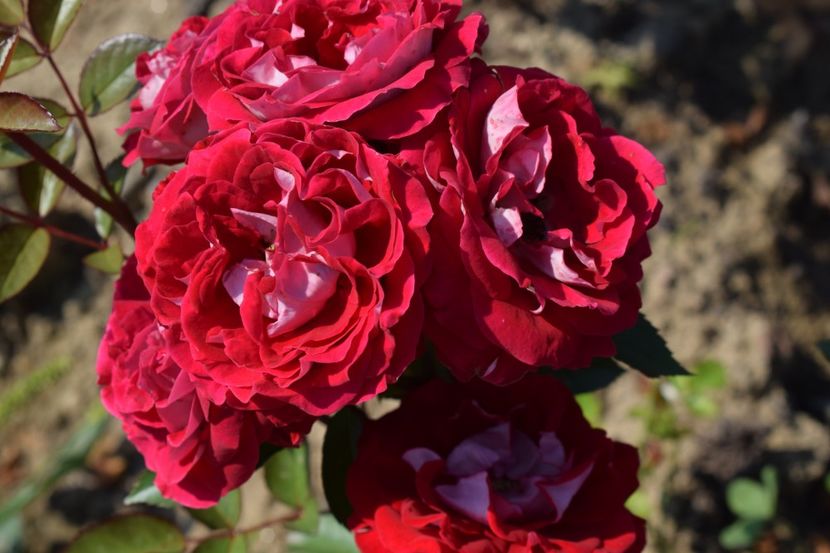  - TRANDAFIRI VARA 2018 VI