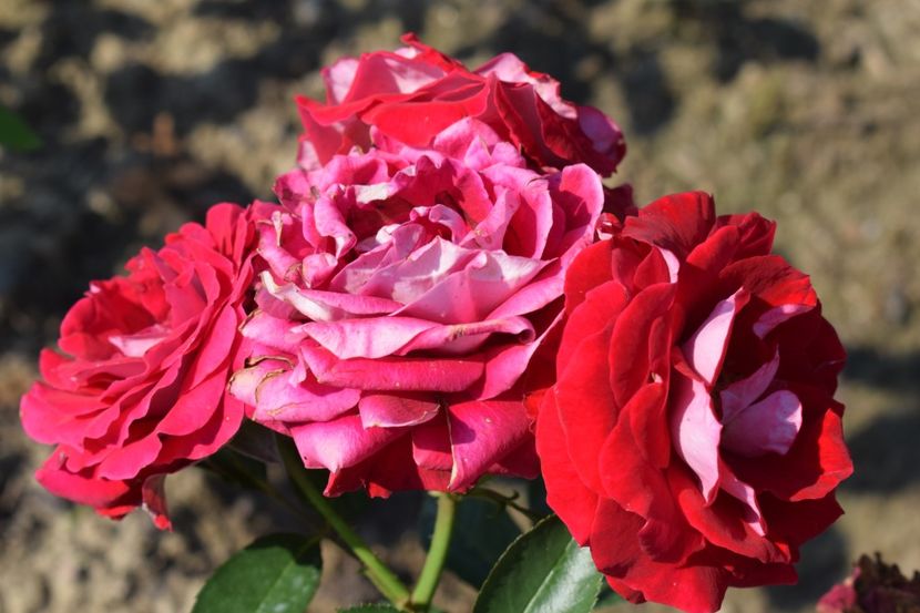  - TRANDAFIRI VARA 2018 VI