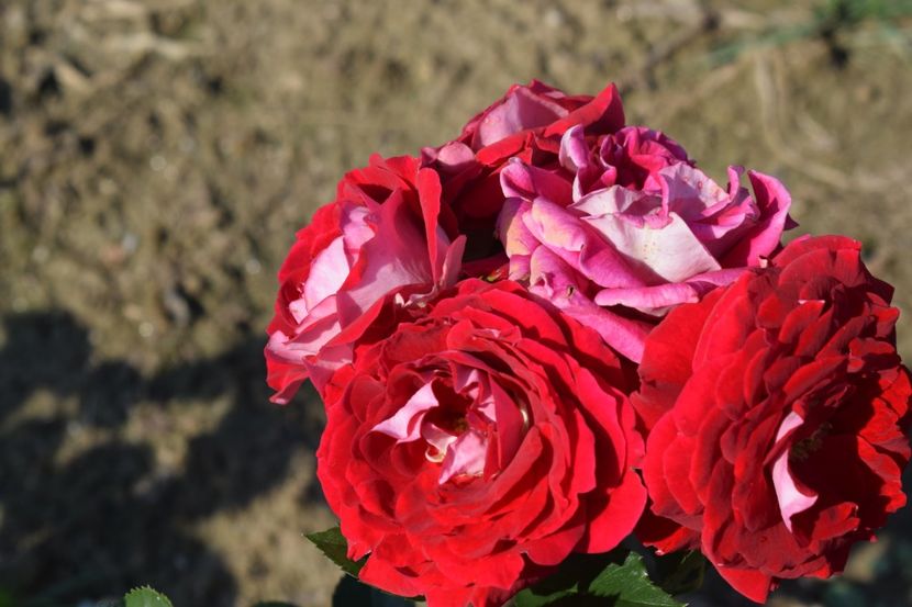  - TRANDAFIRI VARA 2018 VI