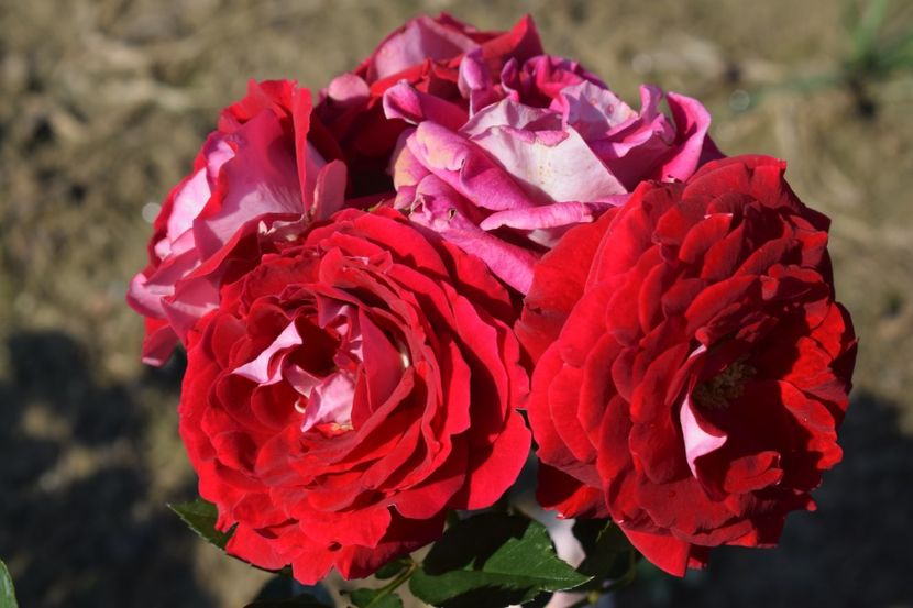  - TRANDAFIRI VARA 2018 VI