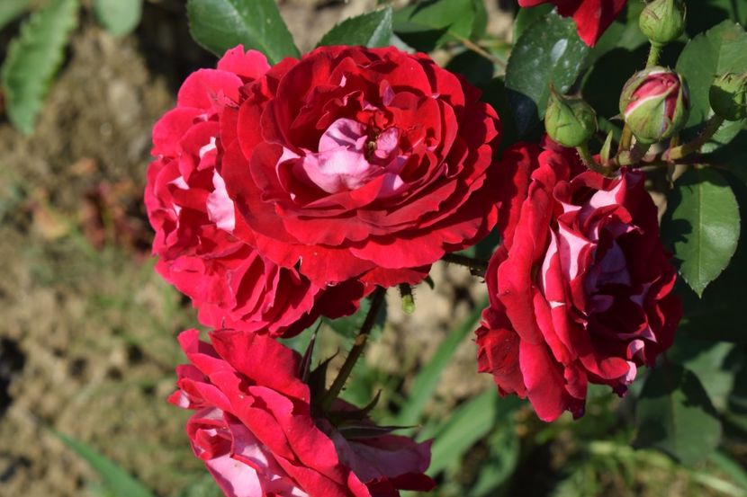  - TRANDAFIRI VARA 2018 VI