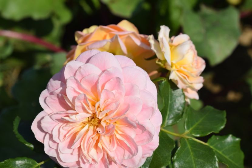  - TRANDAFIRI VARA 2018 VI