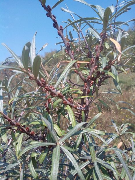 Fig.1.Mascul - CATINA SALBATICA PLANTATIE