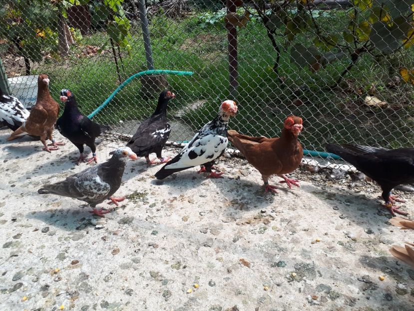  - H _ carunculați 2018