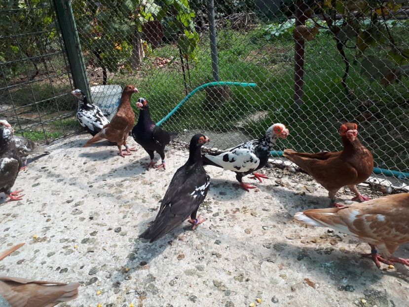  - H _ carunculați 2018