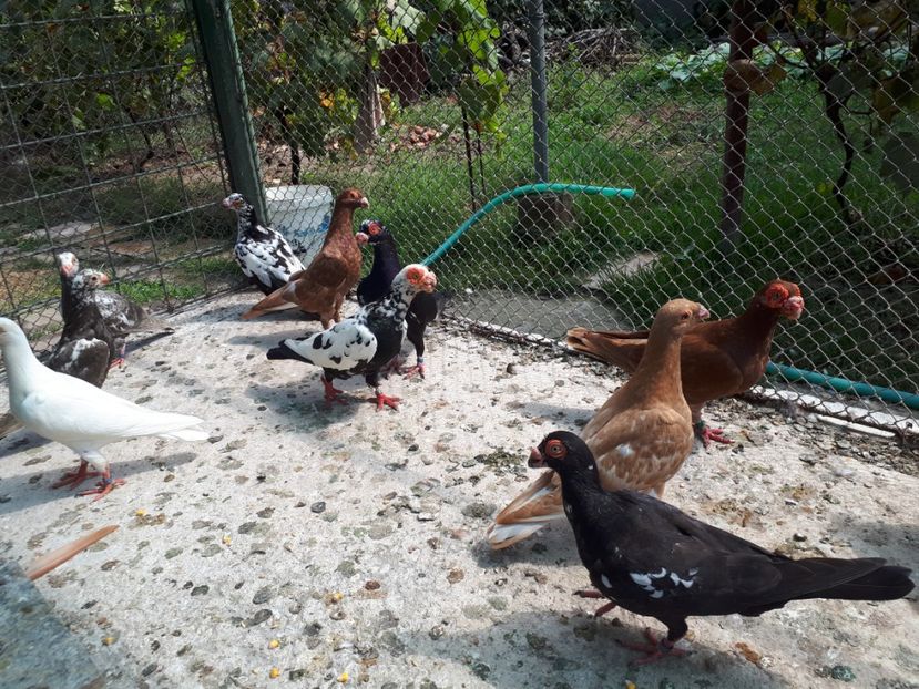  - H _ carunculați 2018