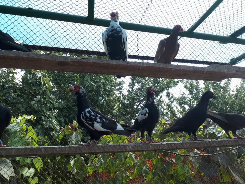  - H _ carunculați 2018