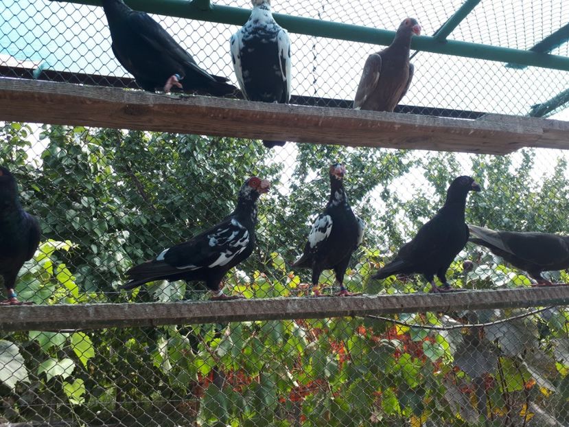  - H _ carunculați 2018