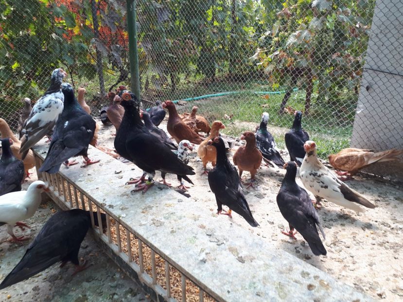  - H _ carunculați 2018