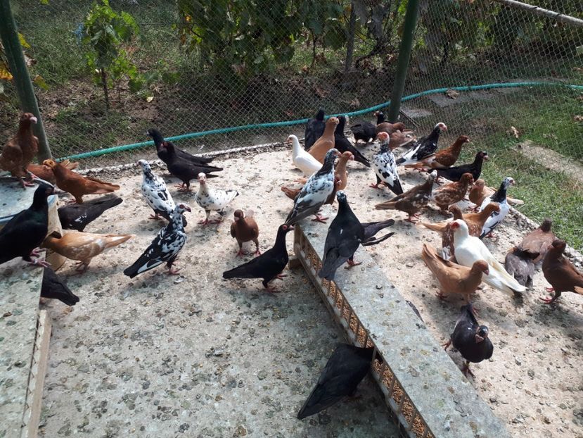  - H _ carunculați 2018