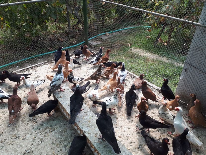  - H _ carunculați 2018