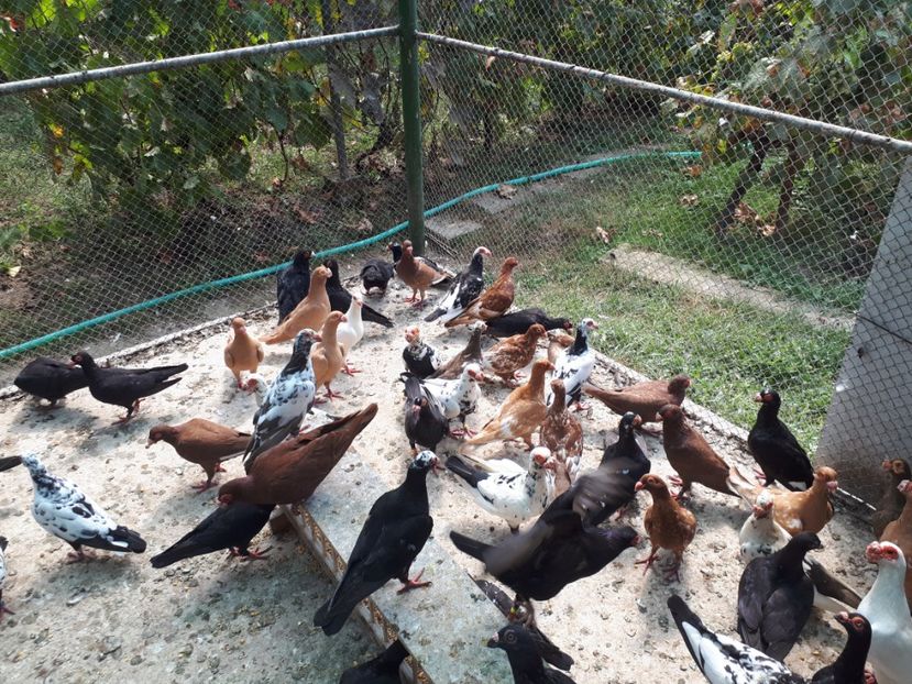  - H _ carunculați 2018