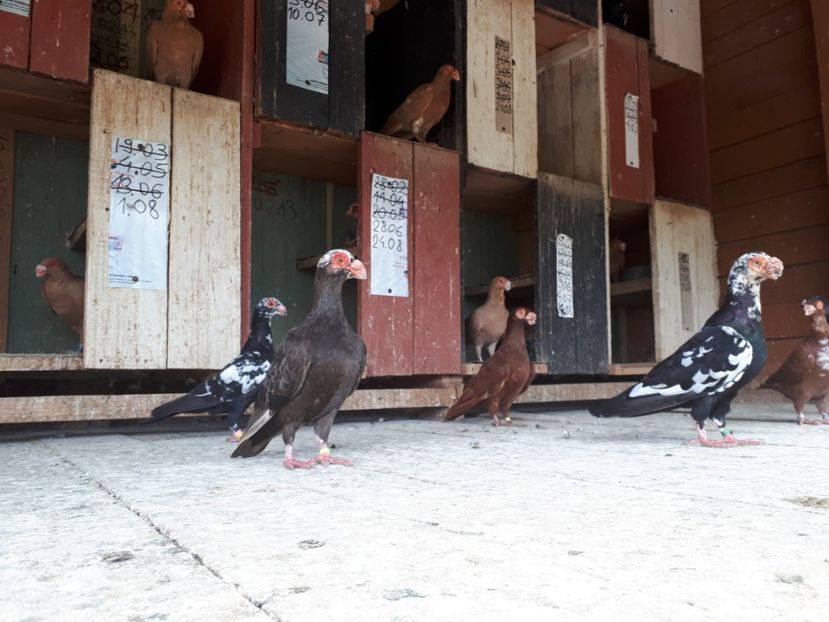  - H _ carunculați 2018