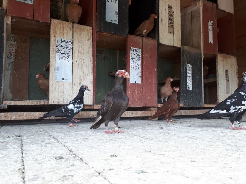  - H _ carunculați 2018