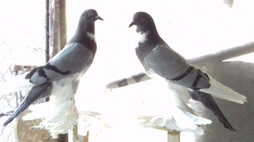 20180707_082028-1 - Tineret Pomerania 2018