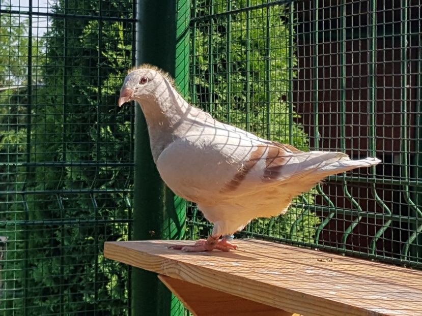 F-2018-4778 - 0-VRdF-TINERET-2018